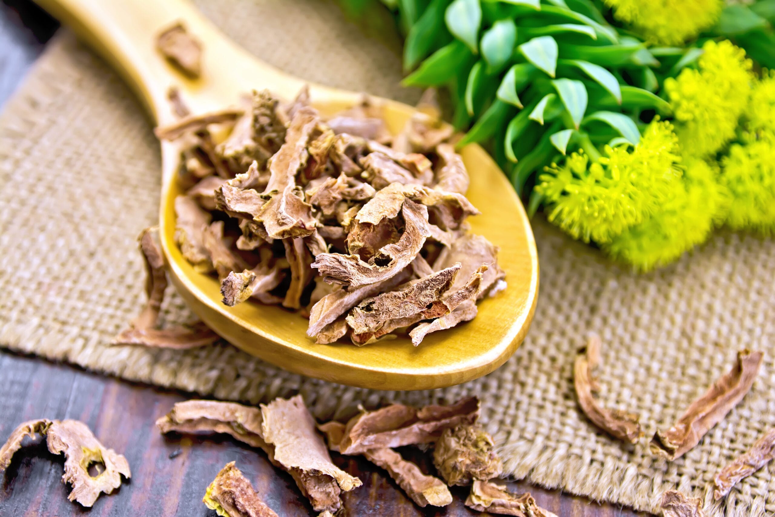 Rhodiola