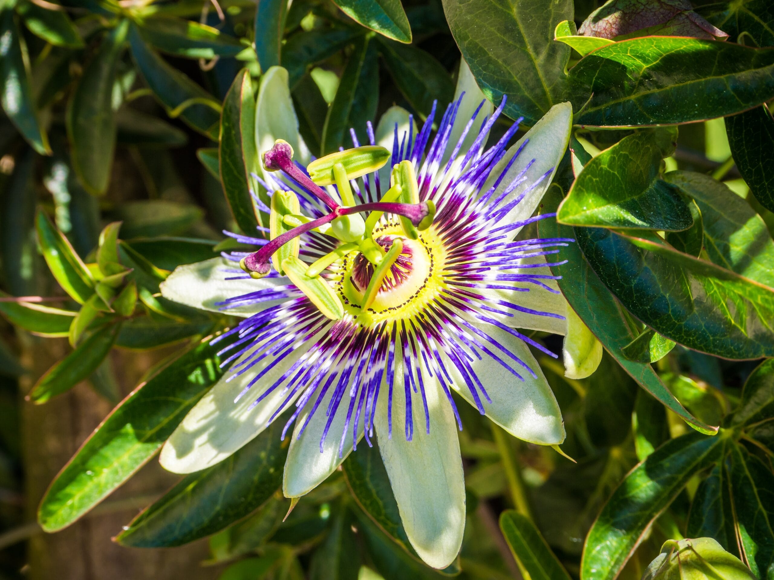 Passiflore passionflower
